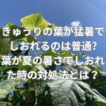 きゅうりの葉が猛暑でしおれるのは普通?葉が夏の暑さでしおれた時の対処法とは？