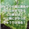 きゅうりの葉に黄色や白のしみができるべと病とは？べと病にかかったきゅうりは治る？