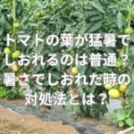 トマトの葉が猛暑でしおれるのは普通？暑さでしおれた時の対処法とは？