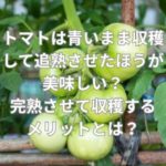 トマトは青いまま収穫して追熟させたほうが美味しい？完熟させて収穫するメリットとは？