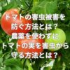 トマトの害虫被害を防ぐ方法とは？農薬を使わずにトマトの実を害虫から守る方法とは？
