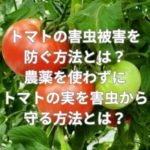 トマトの害虫被害を防ぐ方法とは？農薬を使わずにトマトの実を害虫から守る方法とは？