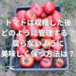 トマトは収穫した後どのように管理する？腐らないように美味しく保つ方法とは？
