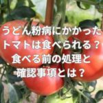 うどん粉病にかかったトマトは食べられる？食べる前の処理と確認事項とは？