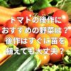 トマトの後作におすすめの野菜は？後作はすぐに苗を植えても大丈夫？