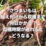 さつまいもは植え付けから収穫まで何日かかる？収穫時期が遅れるとどうなる？