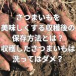 さつまいもを美味しくする収穫後の保存方法とは？収穫したさつまいもは洗ってはダメ？