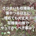 さつまいも収穫後の葉やつるは土に埋めても大丈夫？収穫後の畑でやっておくべきこととは？
