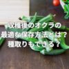 収穫後のオクラの最適な保存方法とは？種取りもできる？