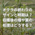 オクラの終わりのサインと時期は？収穫後の畑や葉の処理はどうする？