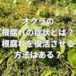 オクラの根腐れの症状とは？根腐れを復活させる方法はある？