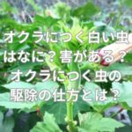 オクラにつく白い虫はなに？害がある？オクラにつく虫の駆除の仕方とは？