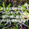 オクラと相性の良いコンパニオンプランツは？一緒に植えてはいけない植物はある？