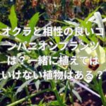 オクラと相性の良いコンパニオンプランツは？一緒に植えてはいけない植物はある？