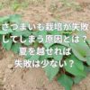 さつまいも栽培が失敗してしまう原因とは？夏を越せれば失敗は少ない？