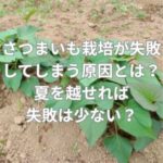 さつまいも栽培が失敗してしまう原因とは？夏を越せれば失敗は少ない？