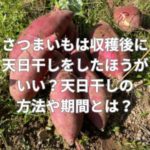 さつまいもは収穫後に天日干しをしたほうがいい？天日干しの方法や期間とは？