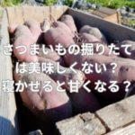 さつまいもの掘りたては美味しくない？寝かせると甘くなる？