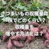 さつまいもの収穫量は一株でどのくらい？収穫量を増やす方法とは？