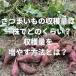 さつまいもの収穫量は一株でどのくらい？収穫量を増やす方法とは？