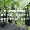 ナス収穫の適期の目安とは？遅すぎても早すぎても良くない？