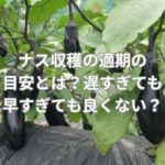 ナス収穫の適期の目安とは？遅すぎても早すぎても良くない？
