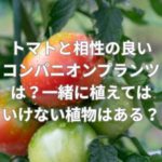 トマトと相性の良いコンパニオンプランツは？一緒に植えてはいけない植物はある？