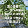 夏の猛暑でピーマンの葉がしおれるのは普通？そのままで大丈夫？