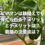 ピーマンは鉢植えでも育てられる？メリットとデメリットは？栽培の注意点は？