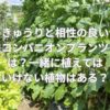 きゅうりと相性の良いコンパニオンプランツは？一緒に植えてはいけない植物はある？