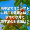 雨不足でミニトマトに起こる問題とは？水やり以外で雨不足の対処法は？