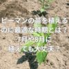 ピーマンの苗を植えるのに最適な時期とは？7月や8月に植えても大丈夫？