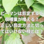 ピーマンは剪定すると収穫量が増える？正しい剪定方法と切ってはいけない枝とは？