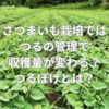 さつまいも栽培ではつるの管理で収穫量が変わる？つるぼけとは？