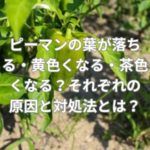 ピーマンの葉が落ちる・黄色くなる・茶色くなる？それぞれの原因と対処法とは？