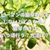 ピーマンの脇芽取りをしないとどうなる？脇芽かきはいつ頃行う？方法は？