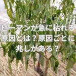 ピーマンが急に枯れる原因とは？原因ごとに兆しがある？