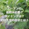 ピーマンに追肥は必要？タイミングは？肥料不足の症状とは？