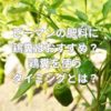 ピーマンの肥料に鶏糞はおすすめ？鶏糞を使うタイミングとは？
