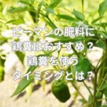 ピーマンの肥料に鶏糞はおすすめ？鶏糞を使うタイミングとは？