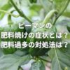 ピーマンの肥料焼けの症状とは？肥料過多の対処法は？
