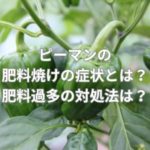 ピーマンの肥料焼けの症状とは？肥料過多の対処法は？