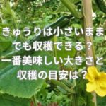 きゅうりは小さいままでも収穫できる？一番美味しい大きさと収穫の目安は？