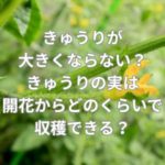 きゅうりが大きくならない？きゅうりの実は開花からどのくらいで収穫できる？