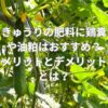 きゅうりの肥料に鶏糞や油粕はおすすめ？メリットとデメリットとは？