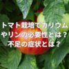 トマト栽培でカリウムやリンの必要性とは？不足の症状とは？