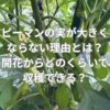 ピーマンの実が大きくならない理由とは？開花からどのくらいで収穫できる？