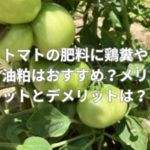 トマトの肥料に鶏糞や油粕はおすすめ？メリットとデメリットとは？