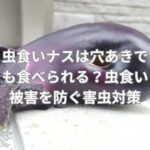 虫食いナスは穴あきでも食べられる？虫食い被害を防ぐ害虫対策とは？