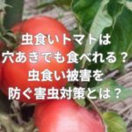 虫食いトマトは穴あきでも食べられる？虫食い被害を防ぐ害虫対策とは？